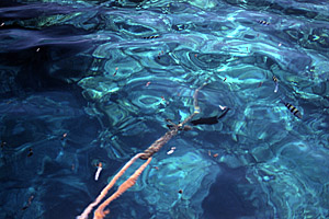 Fish around Anchor, Naama Bay, South Sinai, Egypt - Click to Zoom